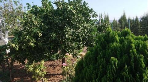 House or chalet for sale in Carretera del Soto, 39, Encinarejo de Córdoba, Córdoba - image 2 Photo 2 of House or chalet for sale in Carretera del Soto, 39, Encinarejo de Córdoba, Córdoba