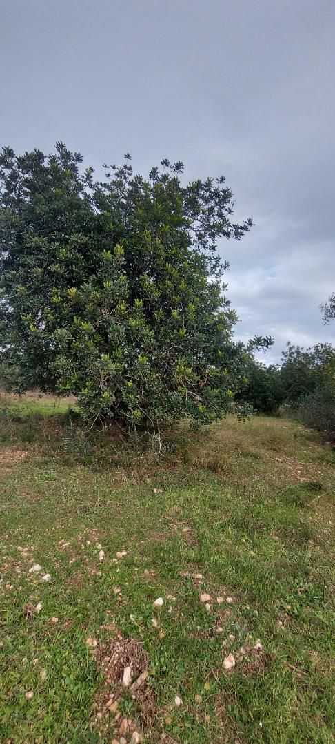 Urbanitzable en venda en Vinaròs