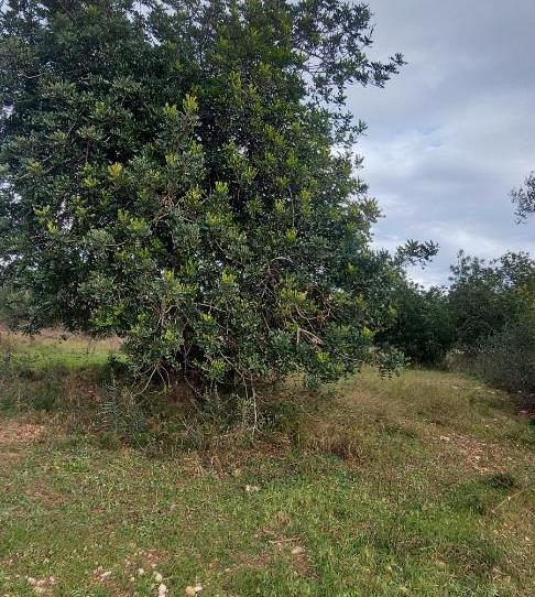 Urbanitzable en venda a Partidas de interior - Zona Rústica, Castellón - imatge 1 Foto 1 de Urbanitzable en venda a Partidas de interior - Zona Rústica, Castellón