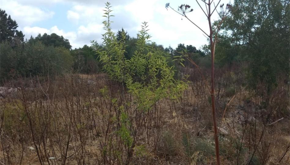 Photo 1 of Country house for sale in Pm-803, 1, Ses Figueretes - Platja d'en Bossa - Cas Serres, Illes Balears