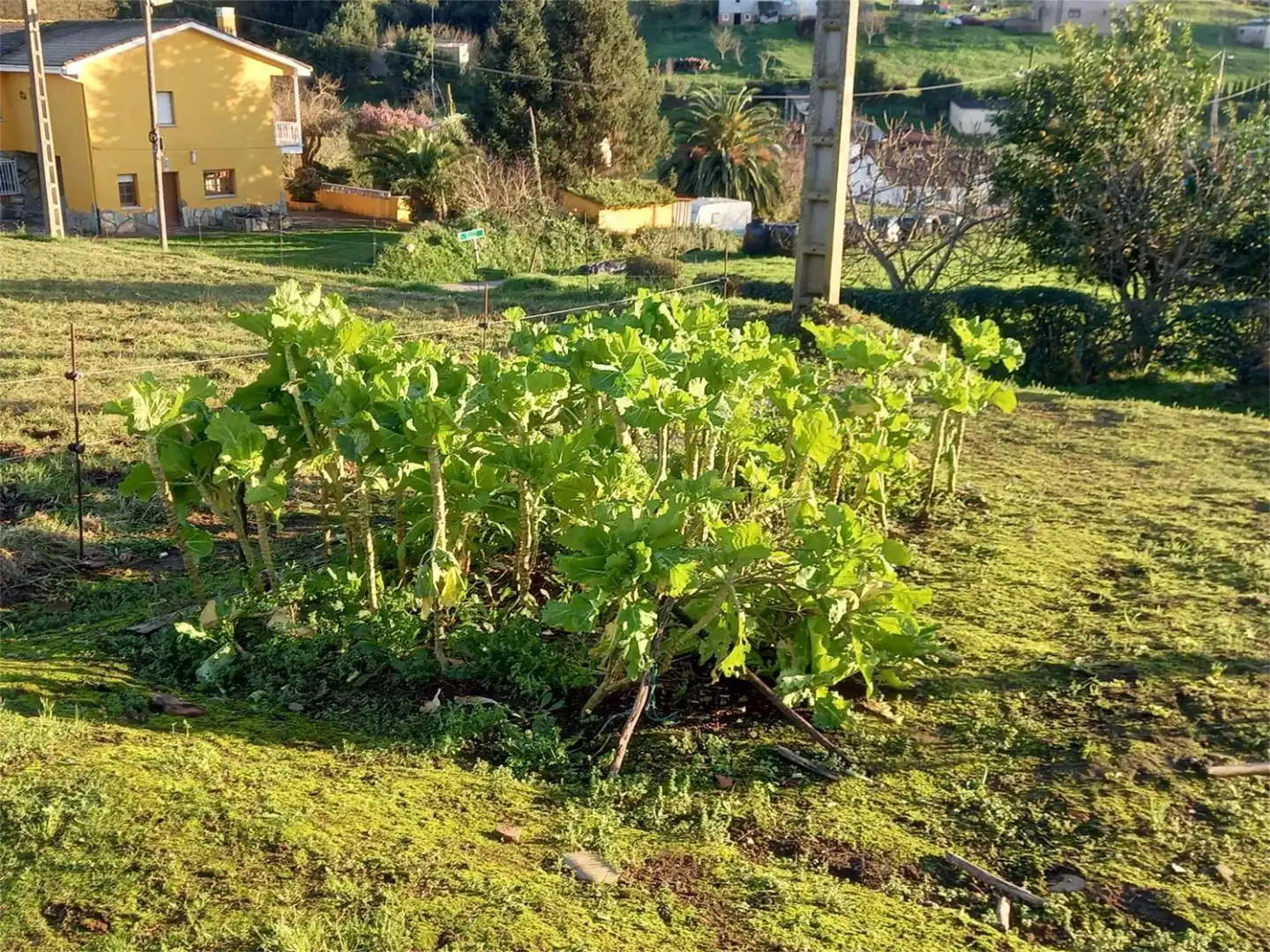 Jardí de Casa o xalet en venda en Soto del Barco