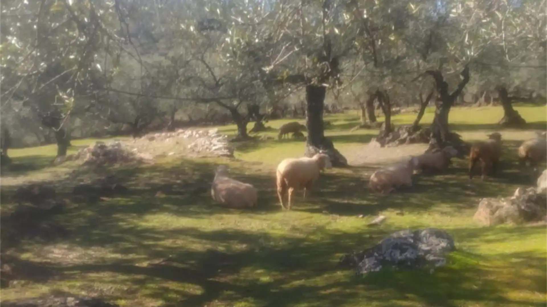 Vista exterior de Finca rústica en venda en Zufre amb Calefacció i Moblat