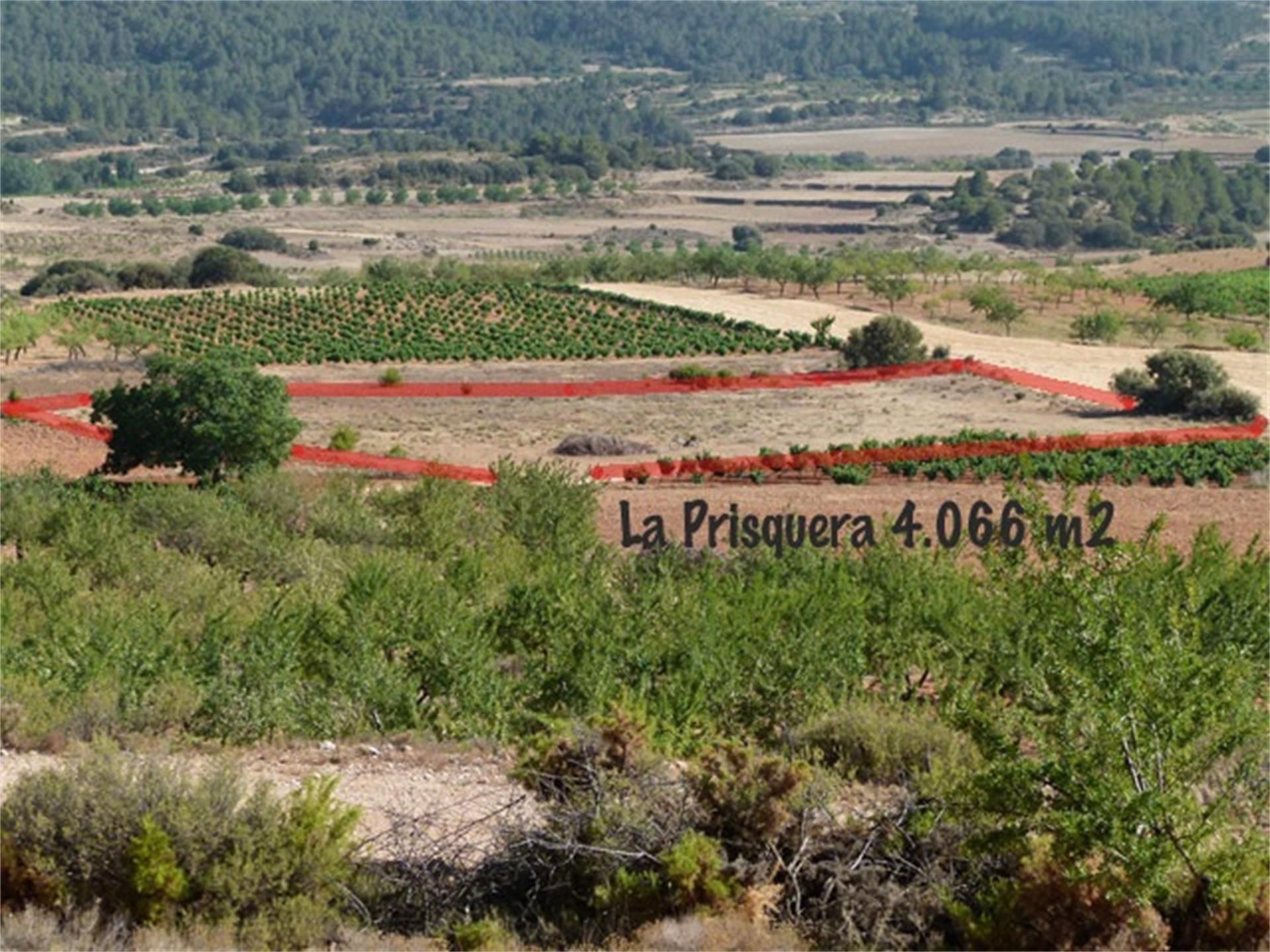 Grundstücke zum verkauf in Chelva