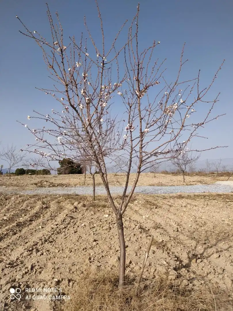 Garten von Grundstücke zum Verkauf in Caniles