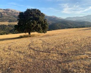 Land for sale in Ronda