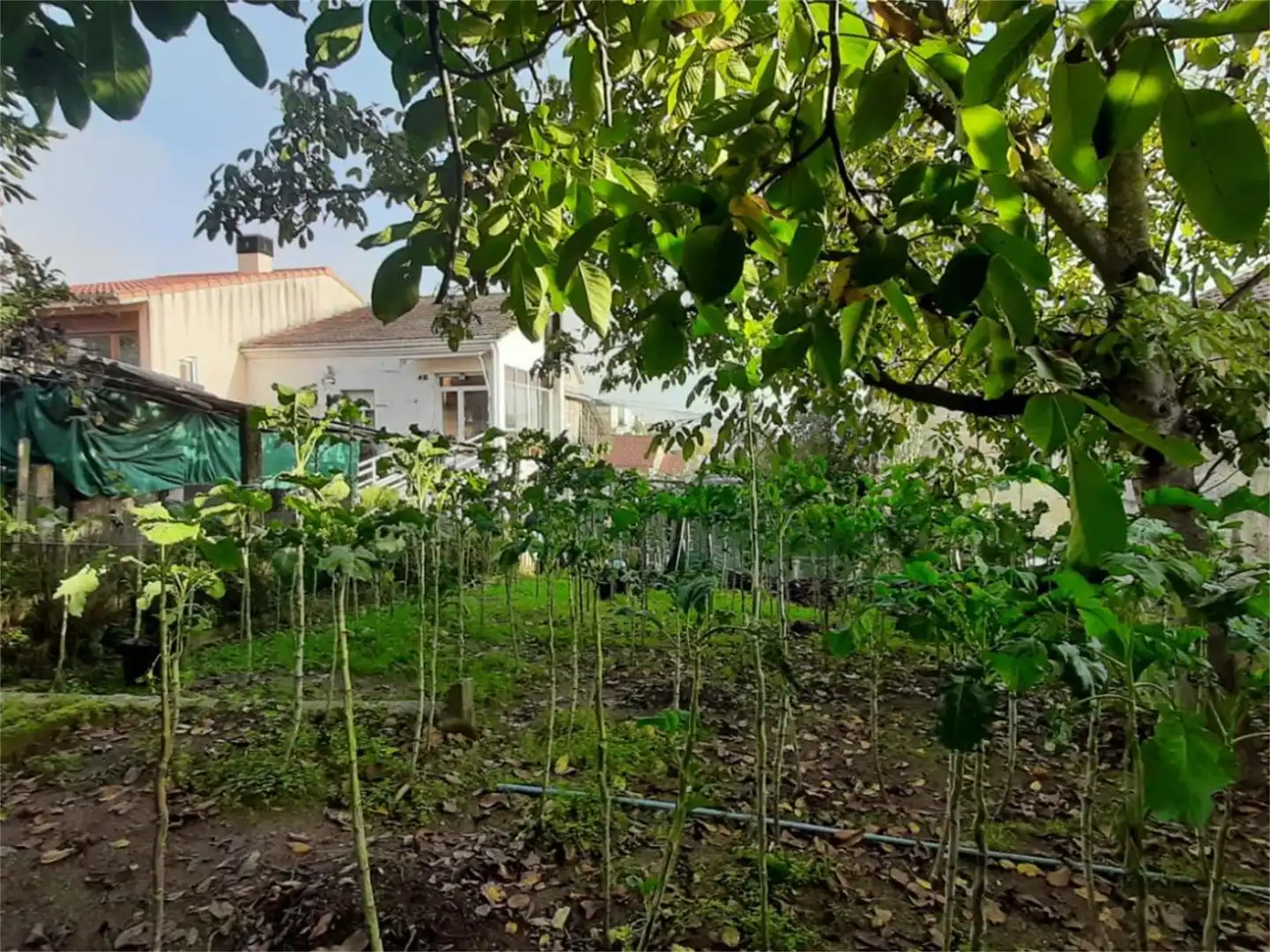 Garden of Detached homes for sale in Ourense Capital 