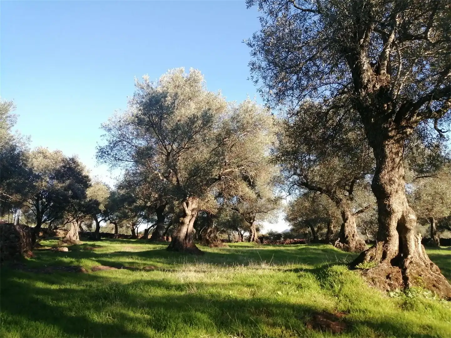 Garten von Nicht bebaubares Gelände zum Verkauf in Cañaveral de León