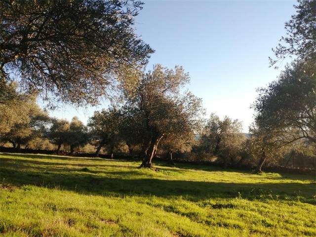 Terreno no urbanizable en Venta en Calle Extremadura, 15 en Cañaveral de León