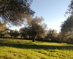 Land for sale in Cañaveral de León