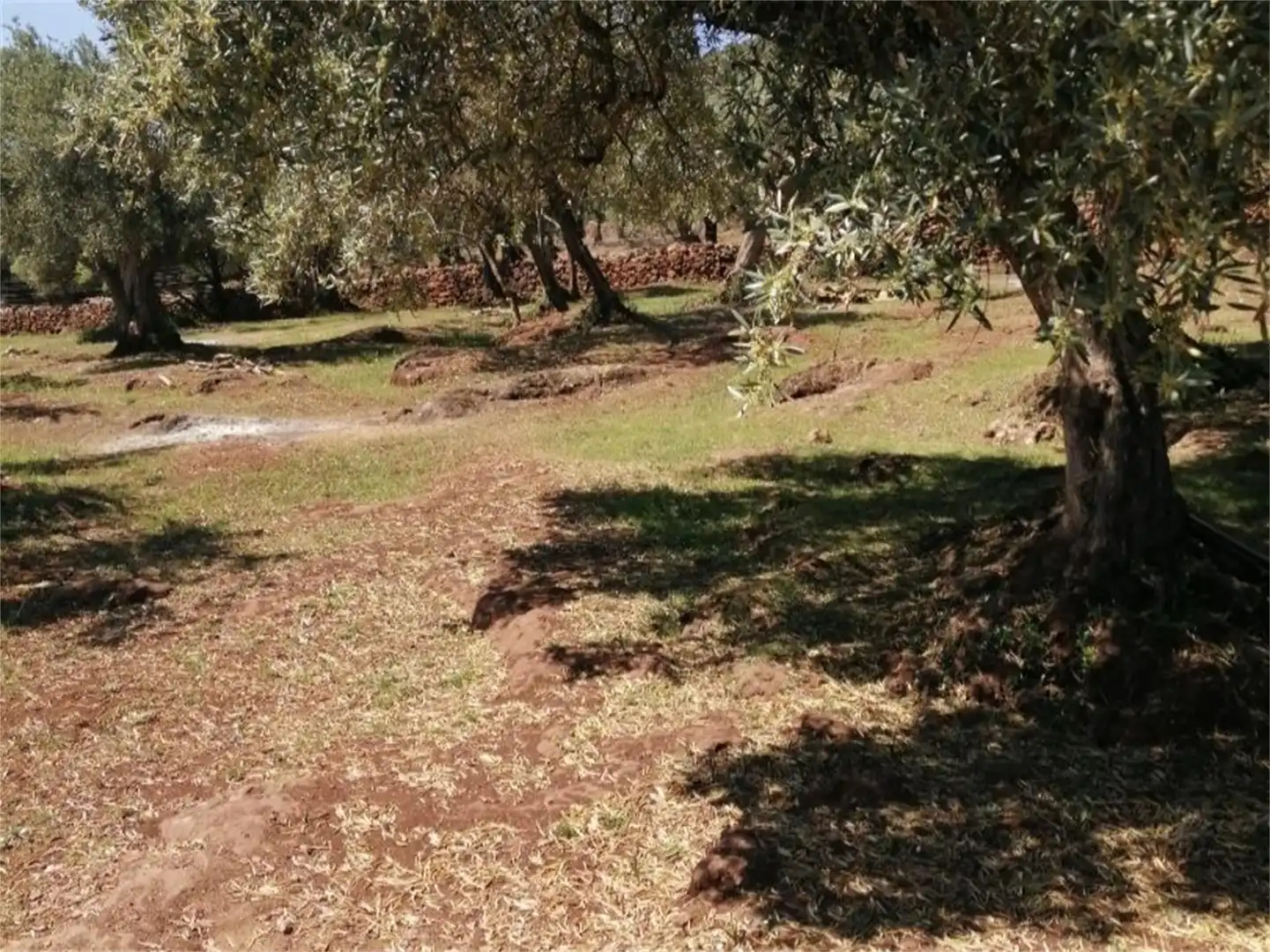 Nicht bebaubares Gelände zum Verkauf in Cañaveral de León