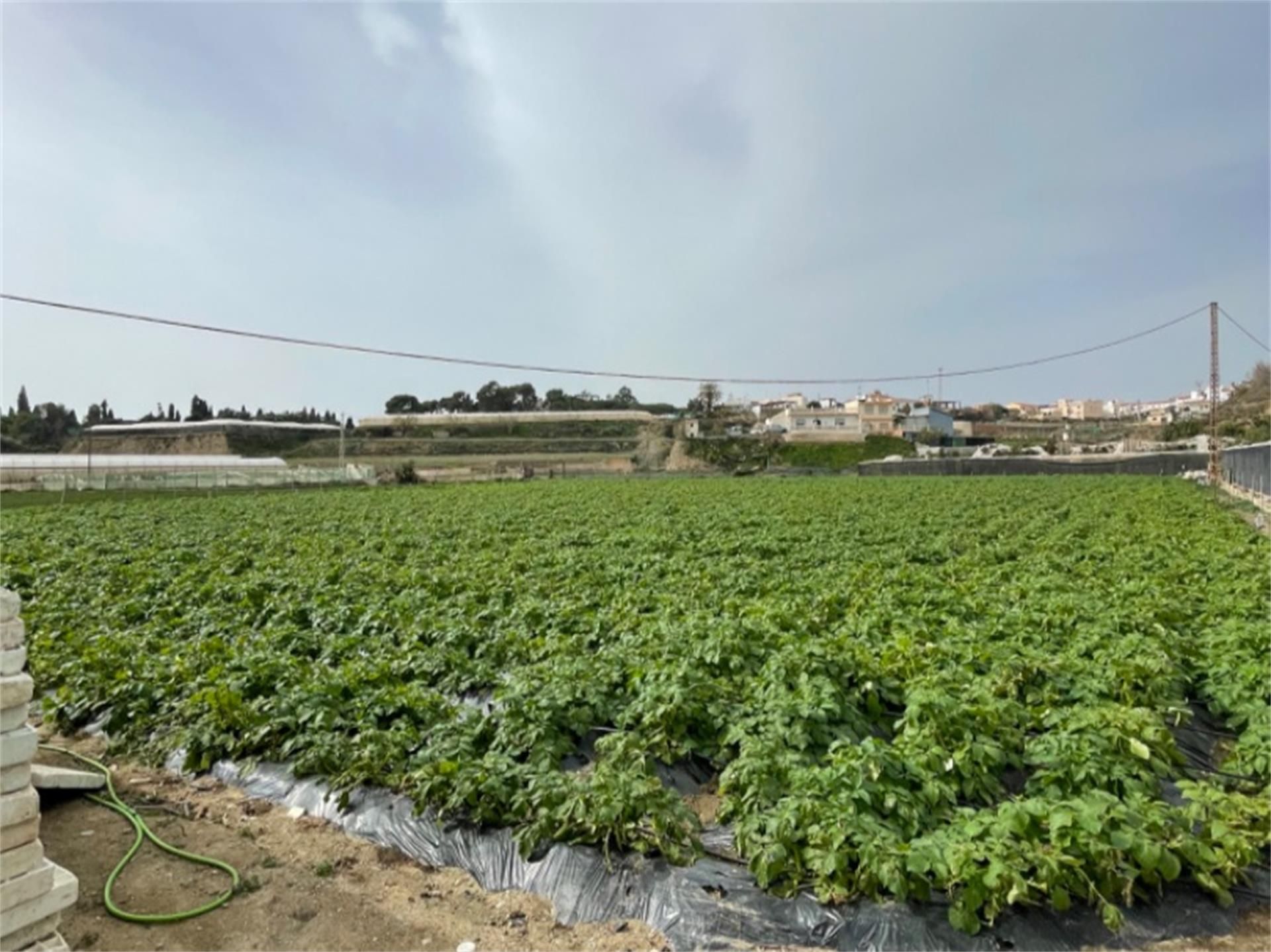 Country house for sale in Algarrobo