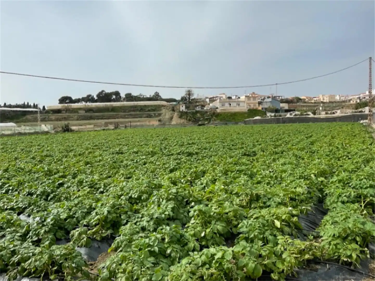 Finca rústica en venta en Carretera a Finca la Mayora, Algarrobo Costa Finca rústica en venta en Algarrobo