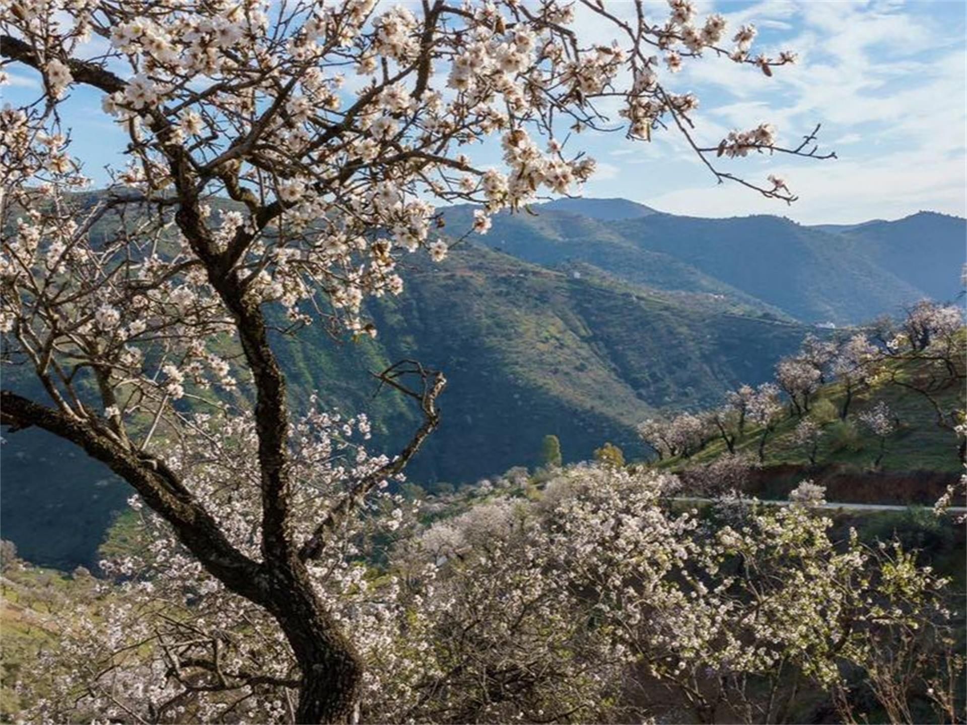 Garden of Country house for sale in Málaga Capital