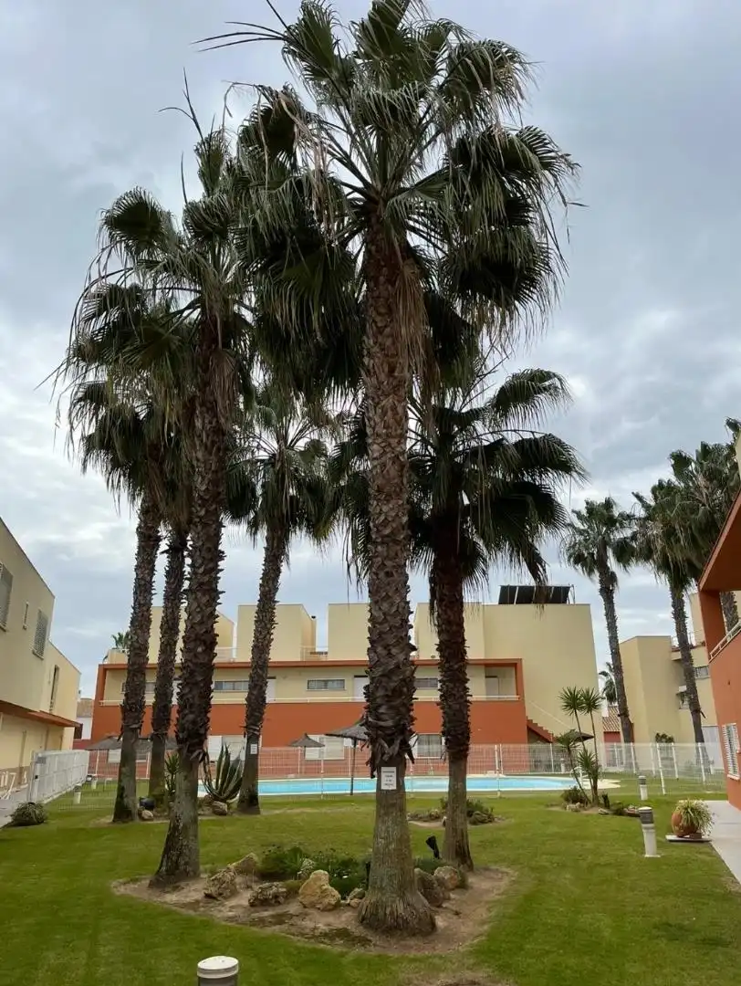 Vista exterior de Casa adosada de lloguer en La Antilla amb Jardí privat, Piscina i Moblat