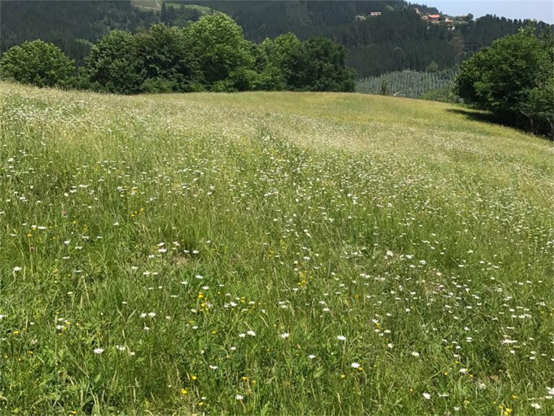 Country house zum verkauf in Arrankudiaga