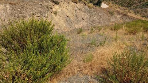 Finca rústica en venta en Almáchar, Málaga - imagen 4 Foto 4 de Finca rústica en venta en Almáchar, Málaga