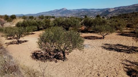 Non-constructible Land for sale in Calles, Valencia - image 4 Photo 4 of Non-constructible Land for sale in Calles, Valencia