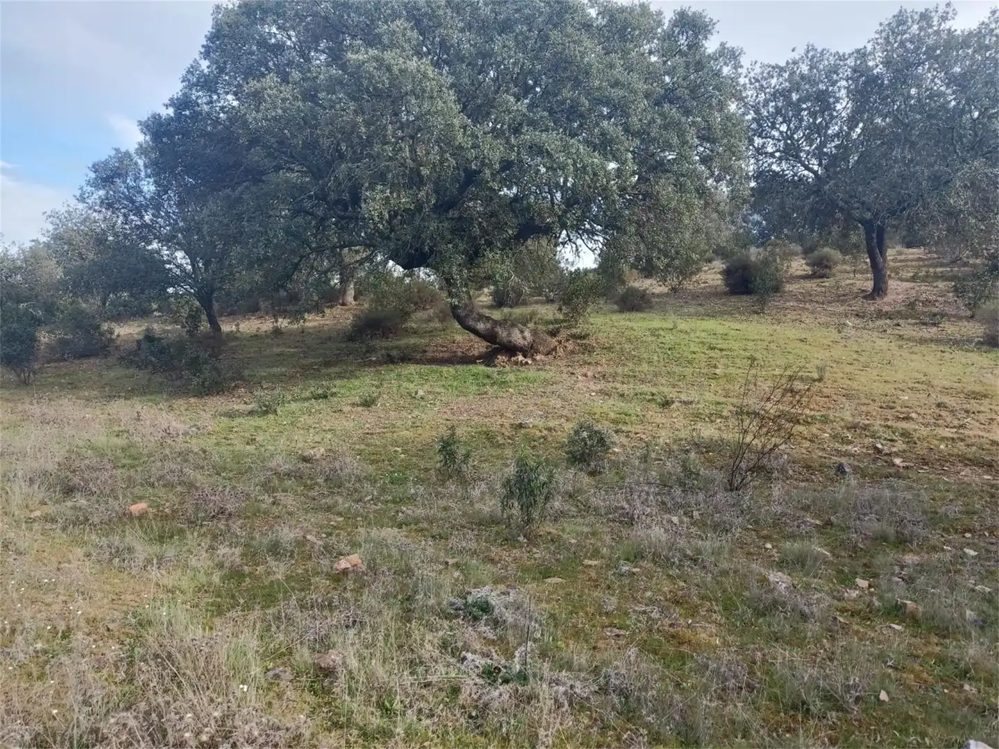Land for sale in Fuenlabrada de los Montes Land for sale in Fuenlabrada de los Montes