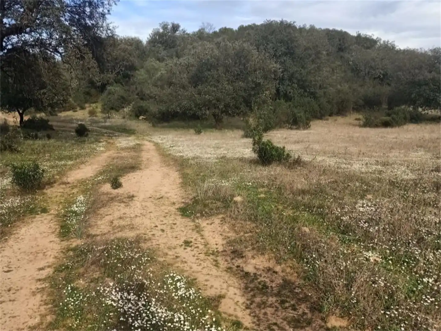 Land for sale in Fuenlabrada de los Montes Land for sale in Fuenlabrada de los Montes