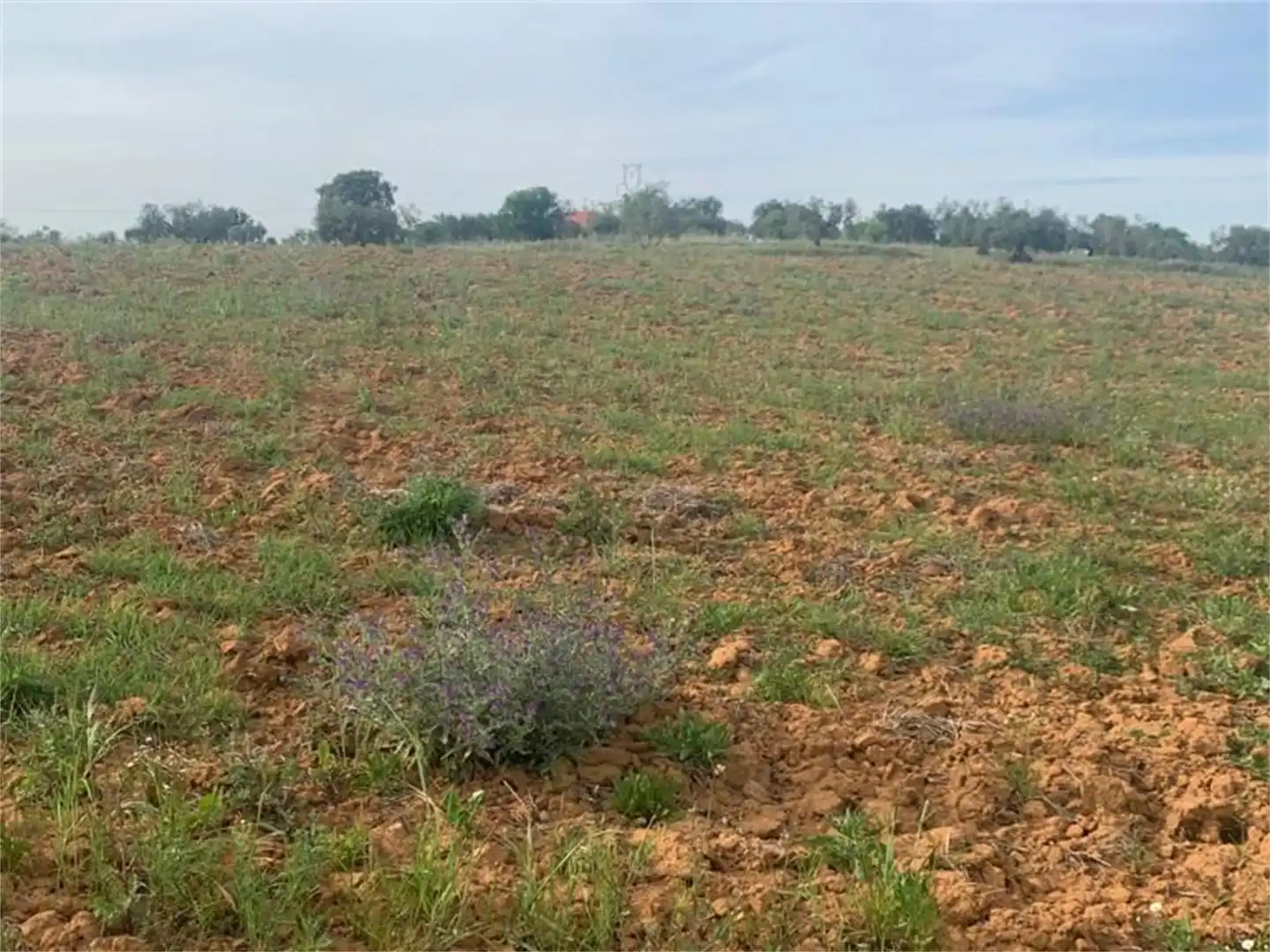 Finca rústica en venda en Don Álvaro