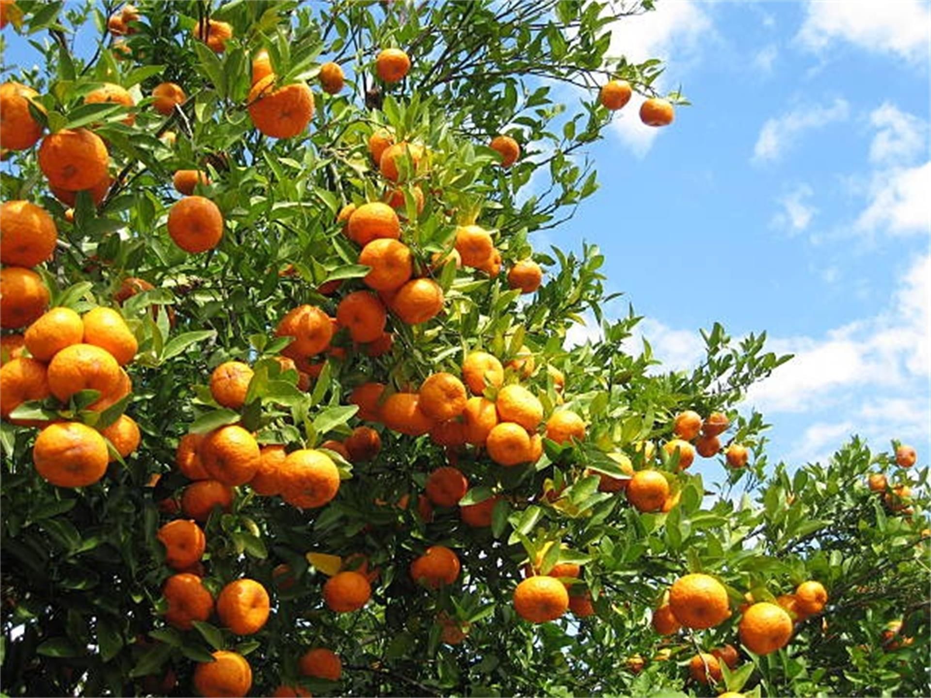 Garden of Land for sale in  Valencia Capital