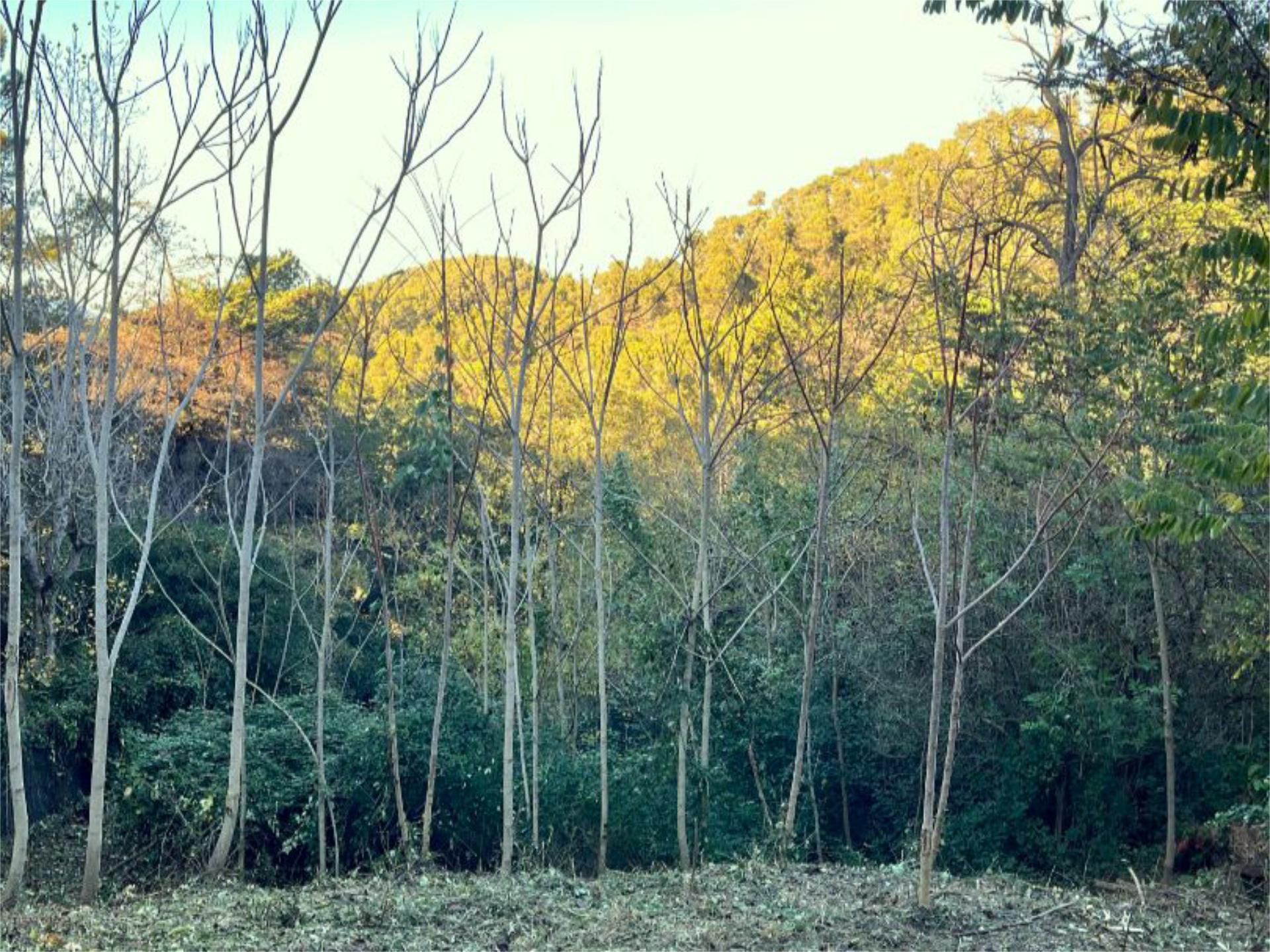 Exterior view of Land for sale in Sant Cugat del Vallès