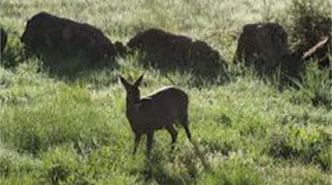 Casa o chalet de alquiler en Diseminado Diseminados, 24, Cobreros, Zamora - imagen 5 Foto 5 de Casa o chalet de alquiler en Diseminado Diseminados, 24, Cobreros, Zamora