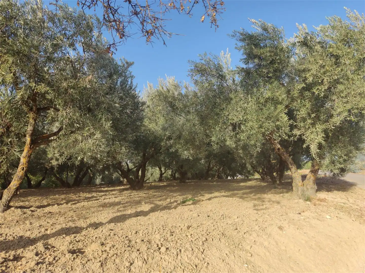 Grundstücke zum Verkauf in Plaza del Ahorro, 1, Casco Histórico Grundstücke zum Verkauf in Ronda
