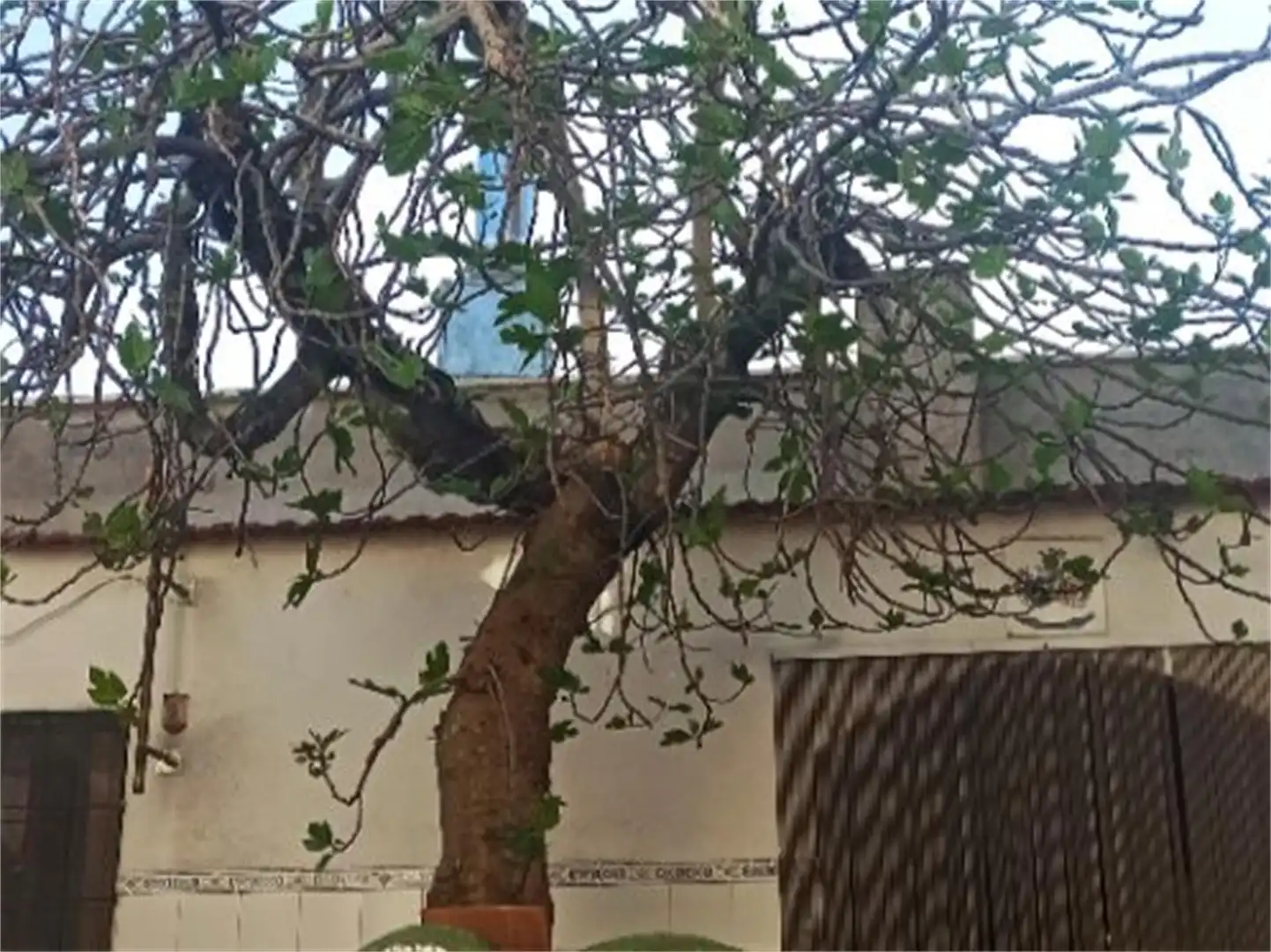 Jardín de Casa adosada en venta en El Robledo   con Aire acondicionado, Jardín privado y Amueblado