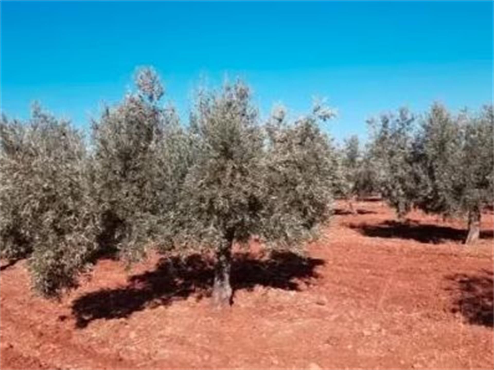 Finca rústica en venda en Polícar