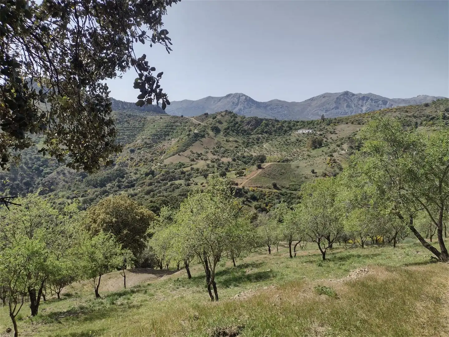 Terreno en venta en Diseminado Poligono 1, 2, Benadalid Terreno en venta en Benadalid
