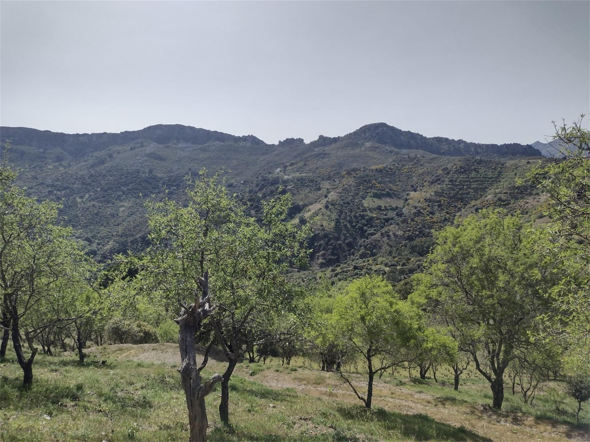 Land for sale in Benadalid