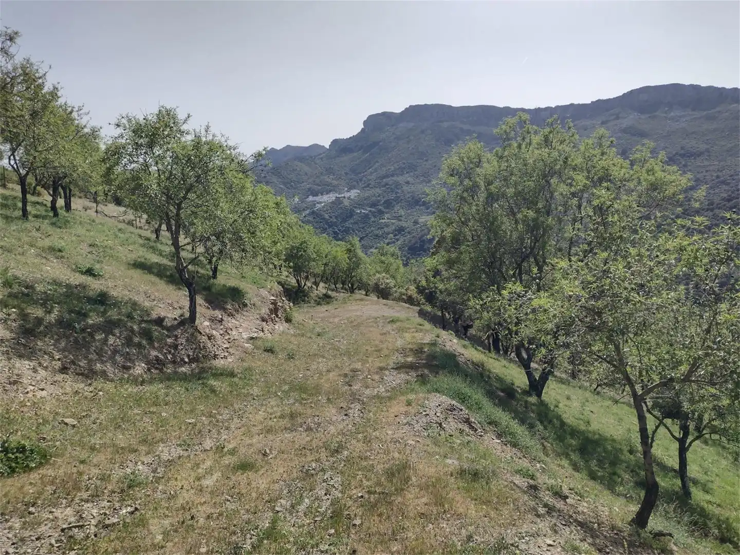 Terreno en venta en Diseminado Poligono 1, 2, Benadalid Terreno en venta en Benadalid