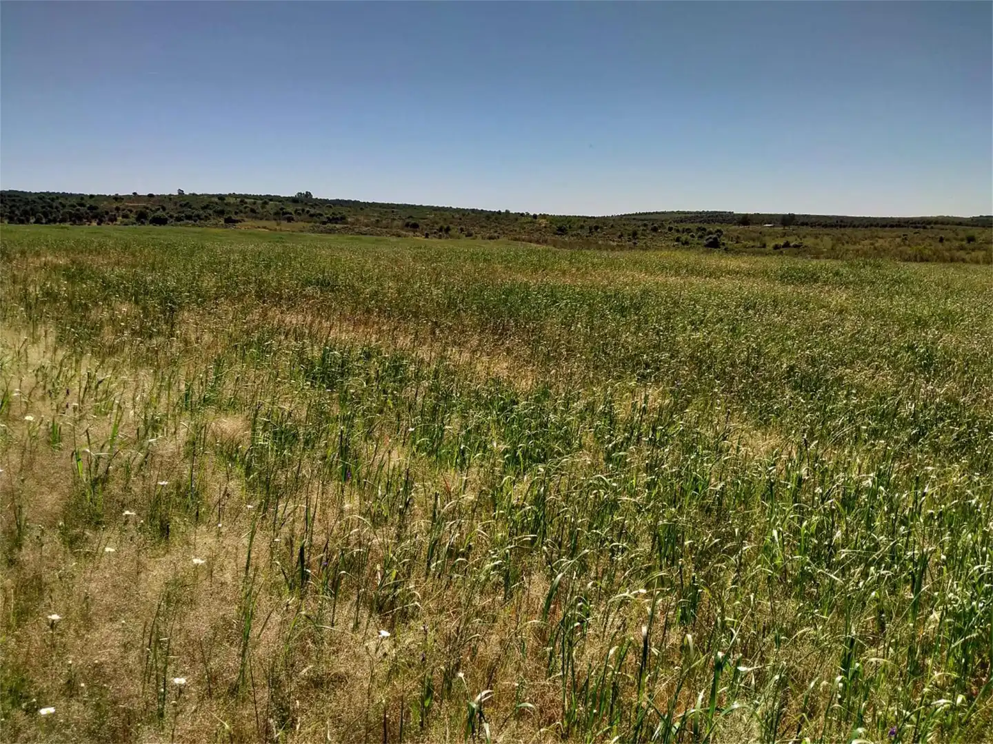 Grundstücke zum Verkauf in Calzadilla Grundstücke zum Verkauf in Calzadilla