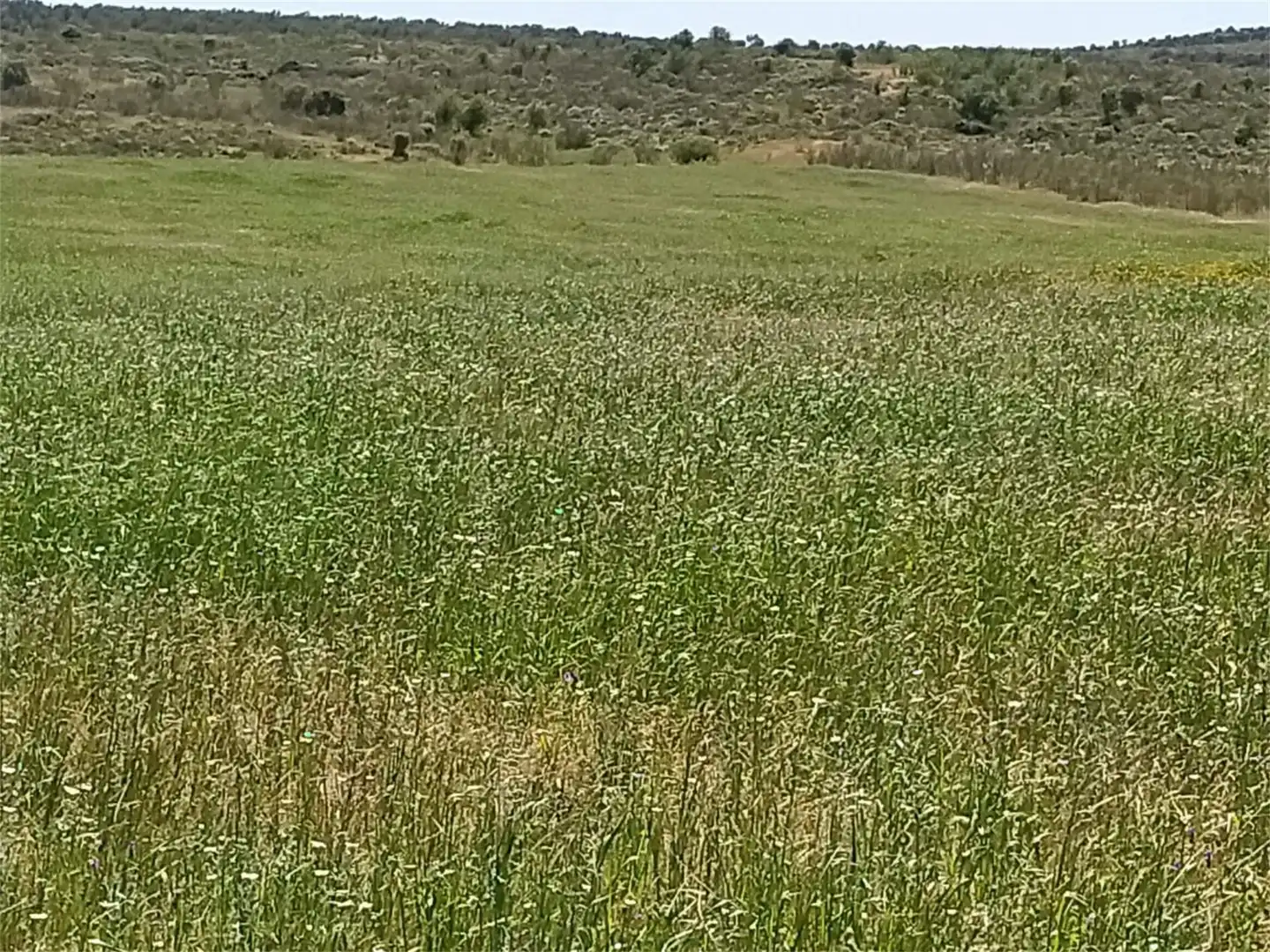 Grundstücke zum Verkauf in Calzadilla Grundstücke zum Verkauf in Calzadilla