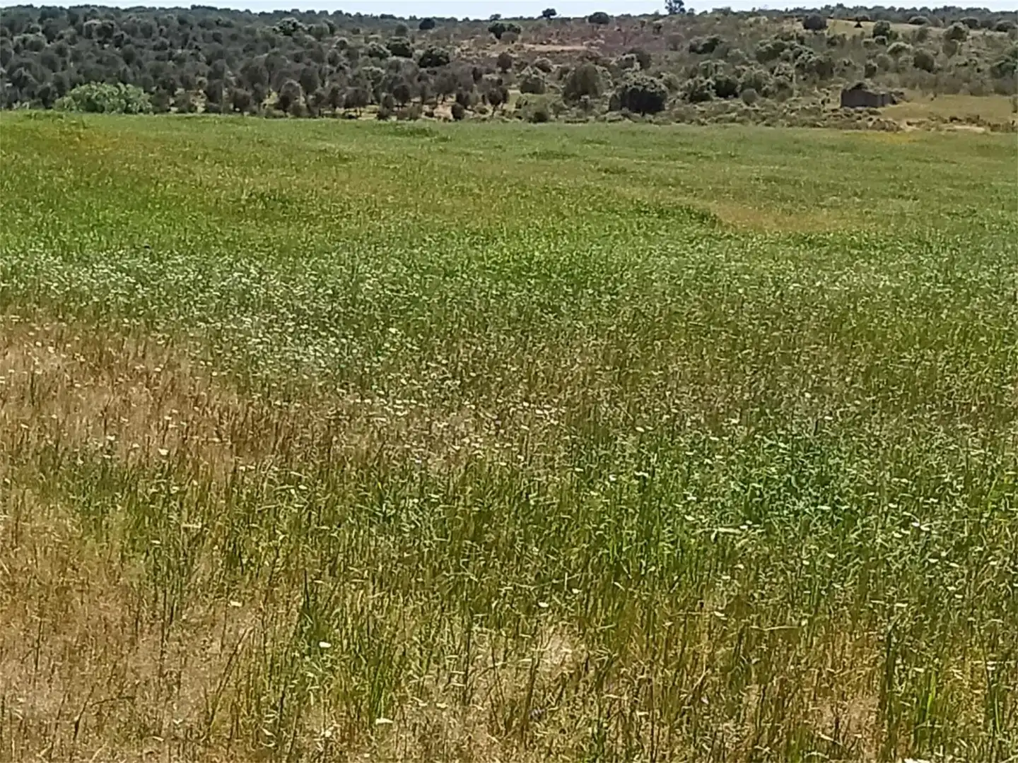 Grundstücke zum Verkauf in Calzadilla Grundstücke zum Verkauf in Calzadilla