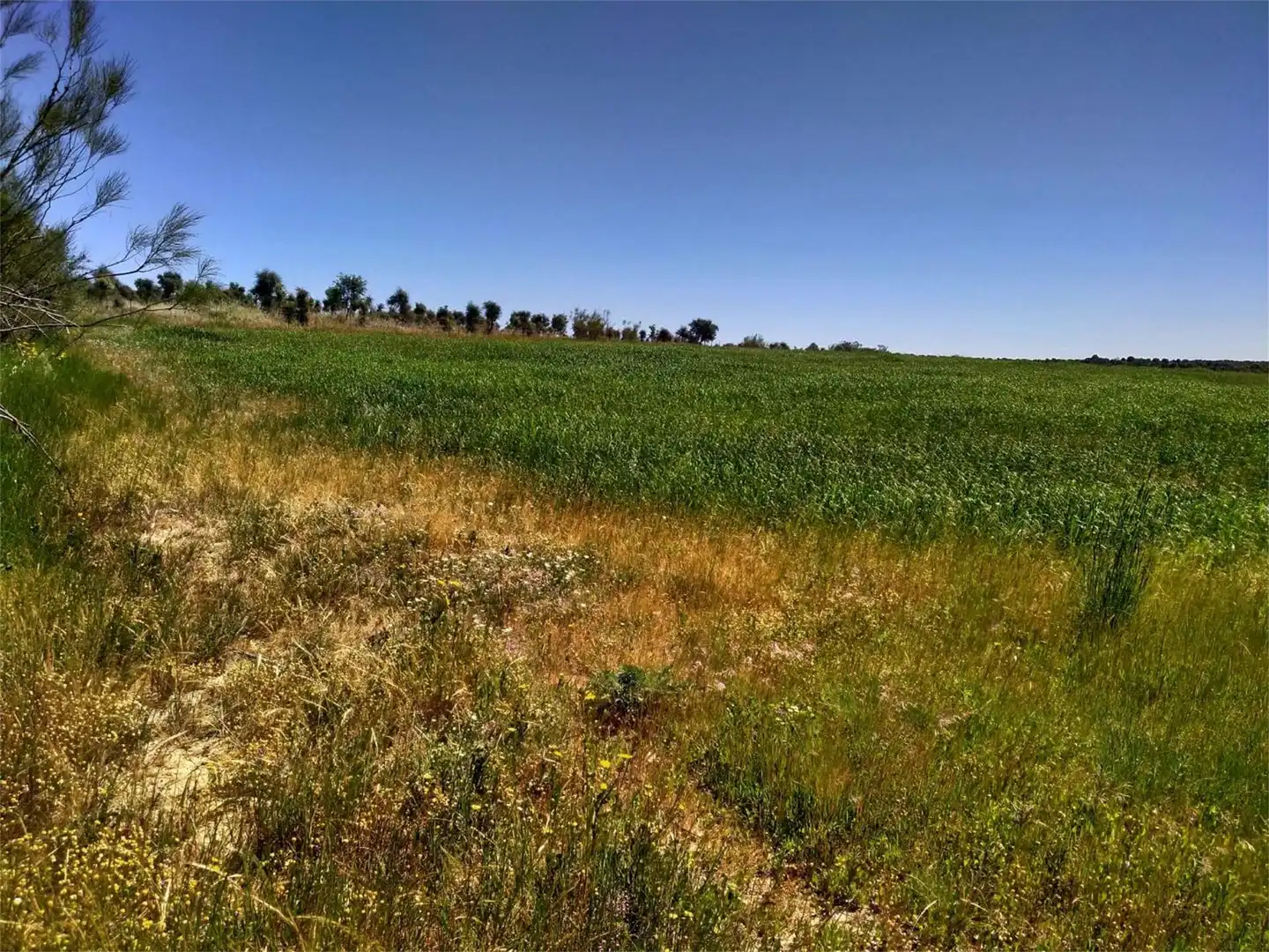 Grundstücke zum Verkauf in Calzadilla Grundstücke zum Verkauf in Calzadilla
