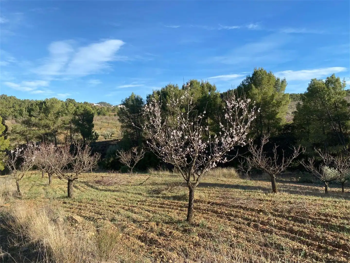 Urbanitzable en venda a Calle Cebada, 5, La Tova Urbanitzable en venda en Lorca
