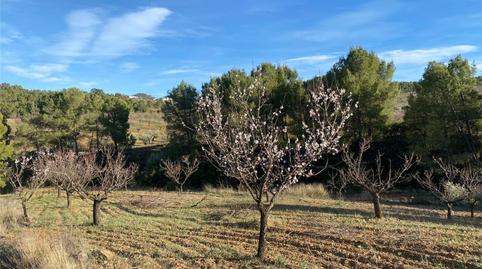 Urbanitzable en venda a Calle Cebada, 5, La Tova, Murcia - imatge 3 Foto 3 de Urbanitzable en venda a Calle Cebada, 5, La Tova, Murcia