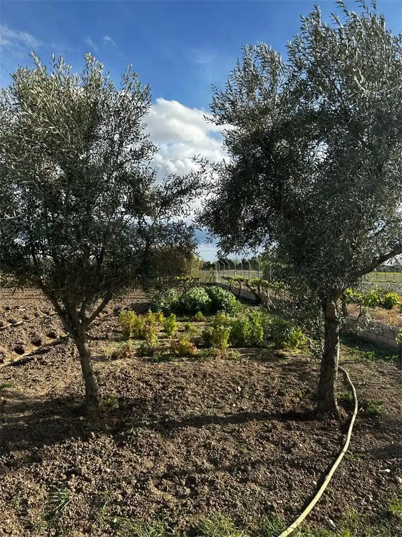 Jardí de Finca rústica en venda en Fuente El Saz de Jarama