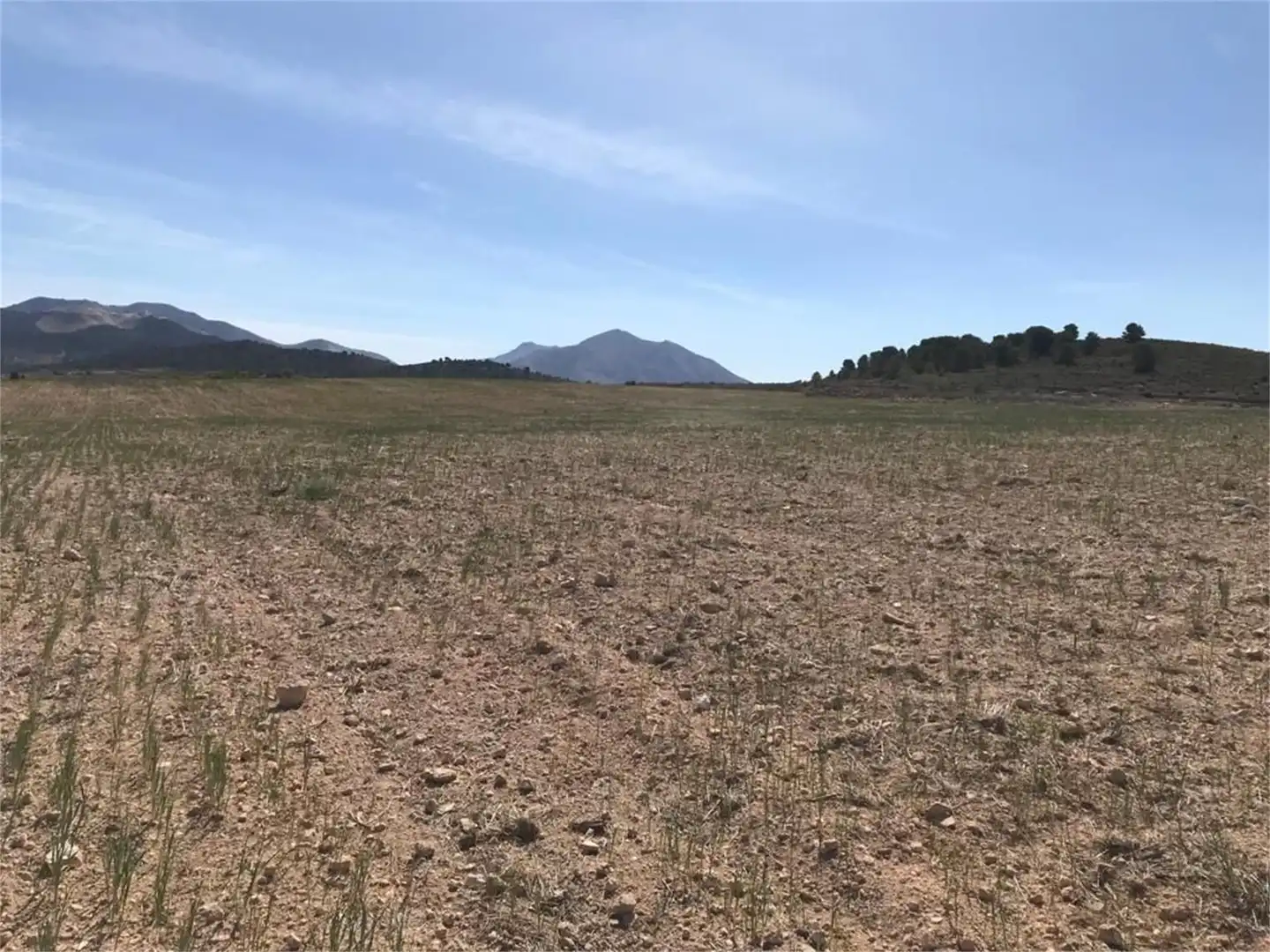 Finca rústica en venta en Partida Rodriguillo, 98, El Pinós / Pinoso Finca rústica en venta en El Pinós / Pinoso