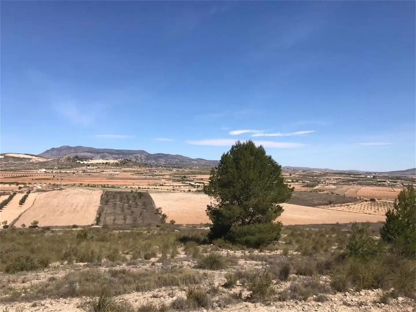 Finca rústica en venta en Partida Rodriguillo, 98, El Pinós / Pinoso Finca rústica en venta en El Pinós / Pinoso