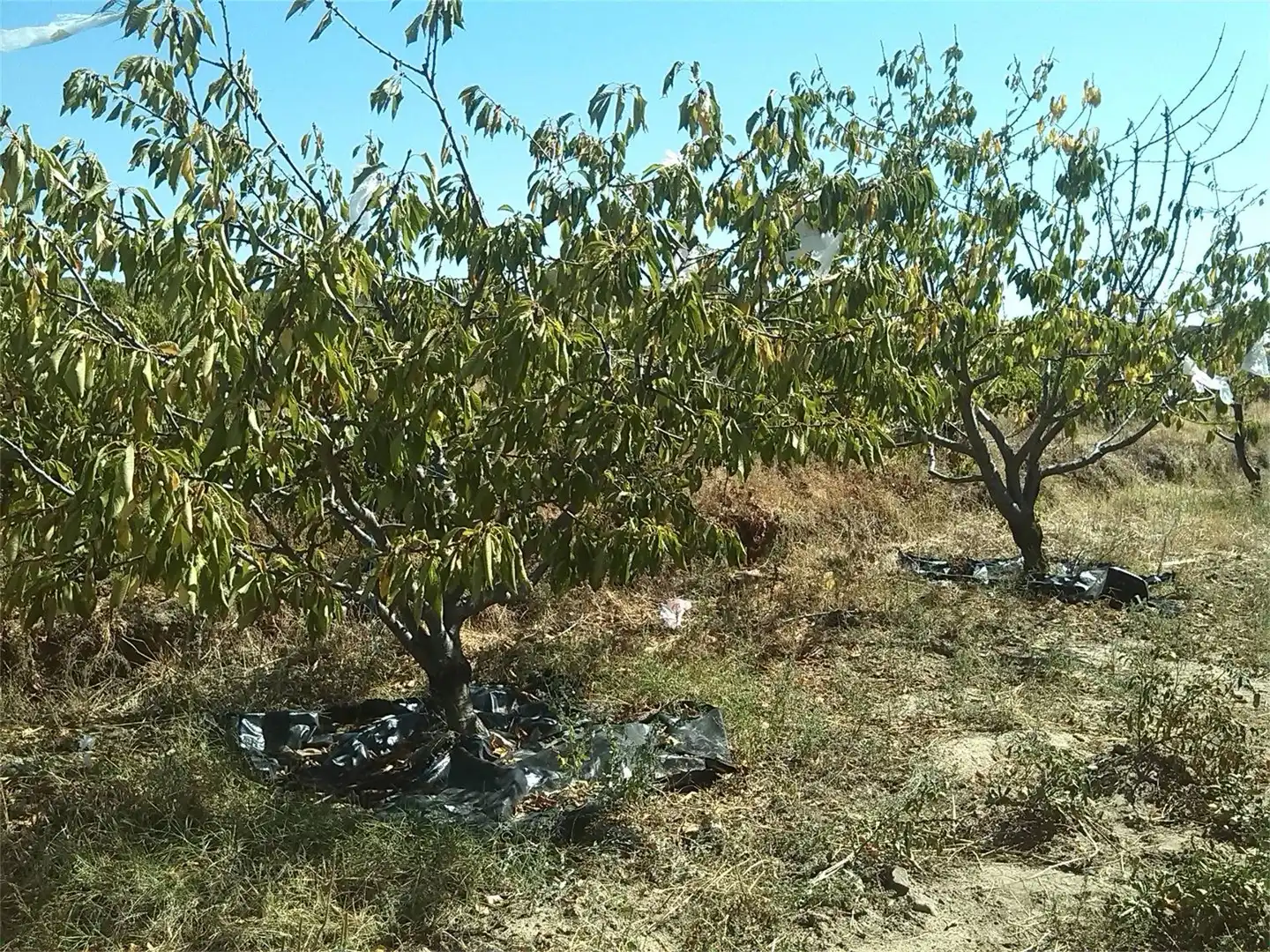 Finca rústica de alquiler en Madroñera con Terraza, Trastero y Amueblado