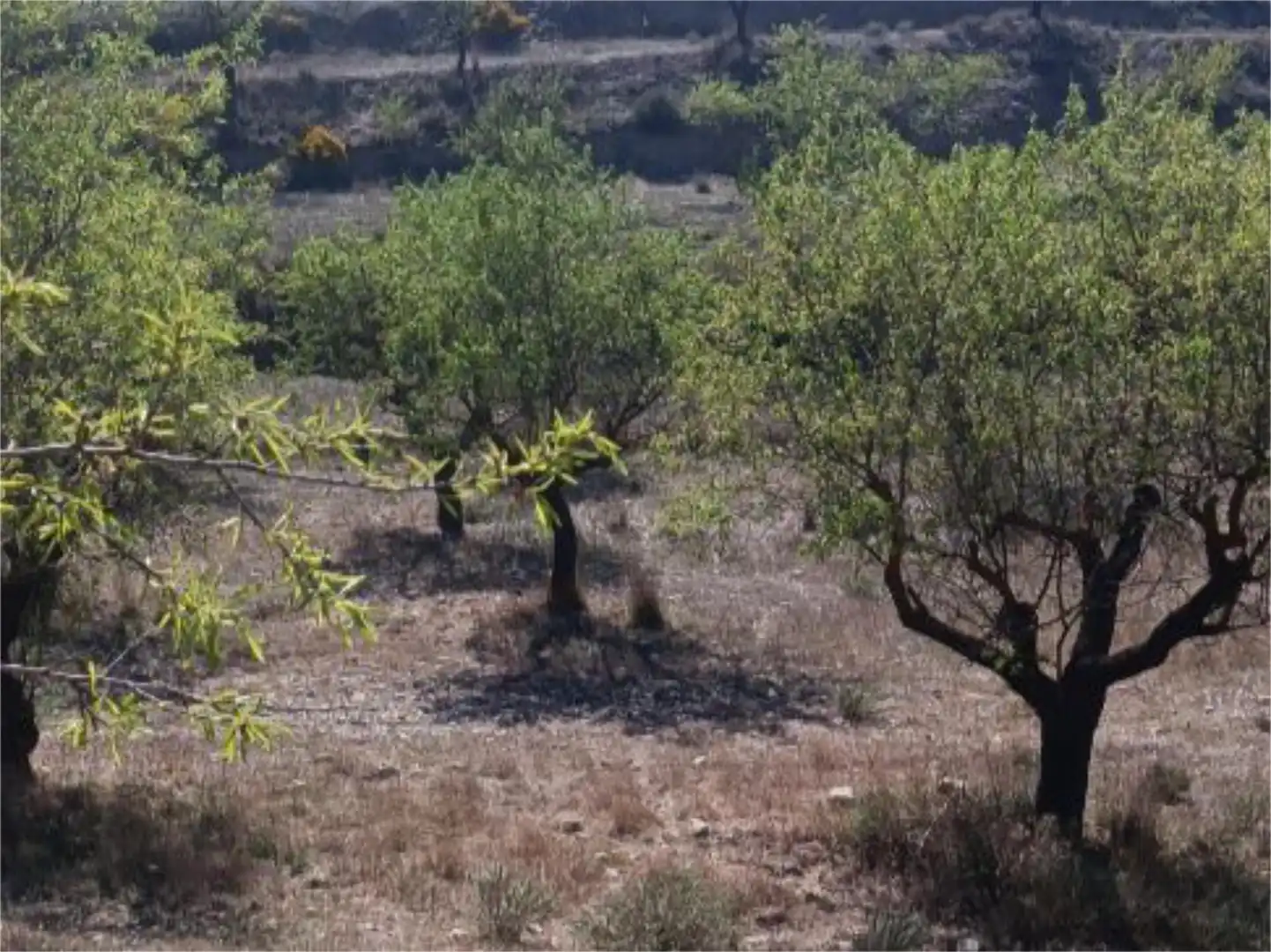 Terreno en venta en Camino el Roquez, 24, Chirivel Terreno en venta en Chirivel
