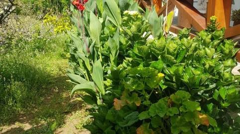 Photo 4 of Country house for sale in Lugar Serpa, 251, Agulo, Santa Cruz de Tenerife