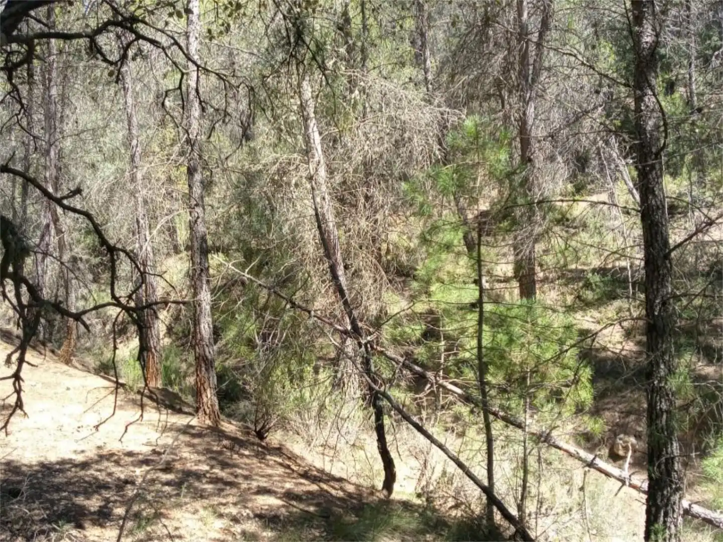 Non-constructible Land for sale in Alcantud Non-constructible Land for sale in Alcantud