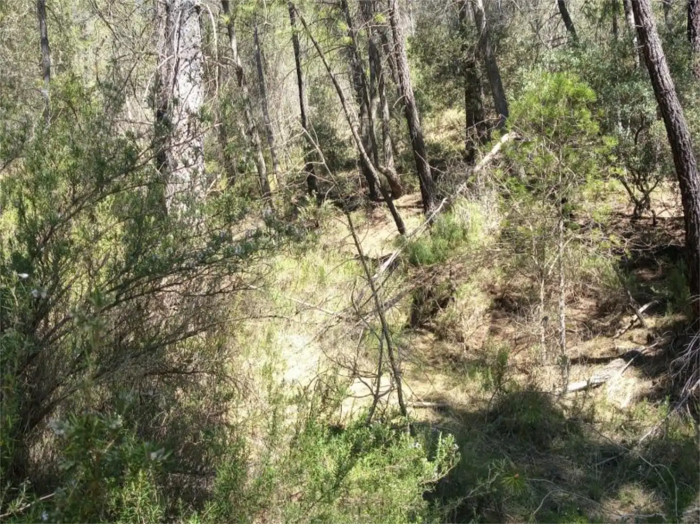 Non-constructible Land for sale in Alcantud Non-constructible Land for sale in Alcantud