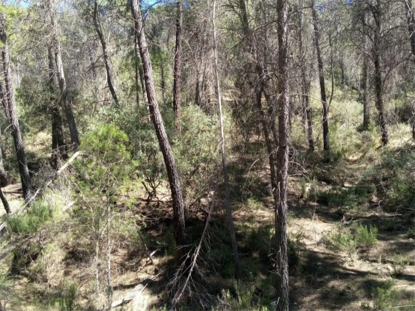 Non-constructible Land for sale in Alcantud Non-constructible Land for sale in Alcantud