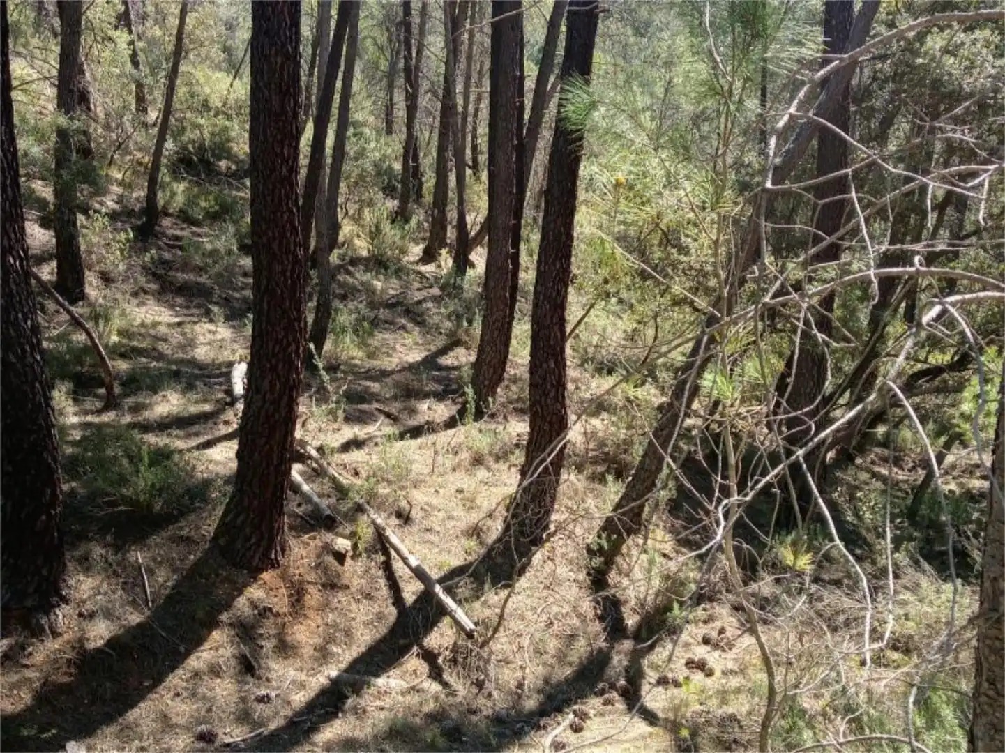 Non-constructible Land for sale in Alcantud Non-constructible Land for sale in Alcantud
