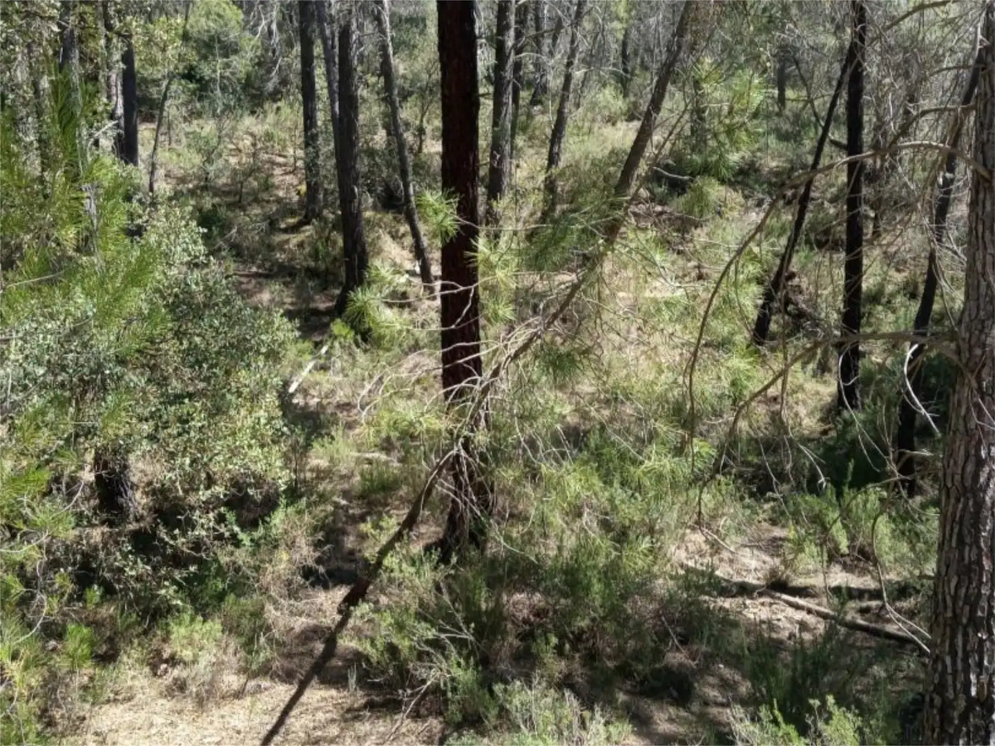 Non-constructible Land for sale in Alcantud Non-constructible Land for sale in Alcantud